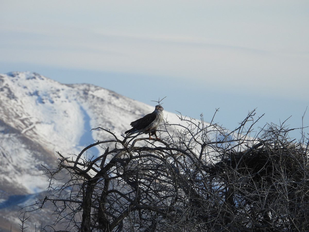 Ferruginous Hawk - Carl Lundblad