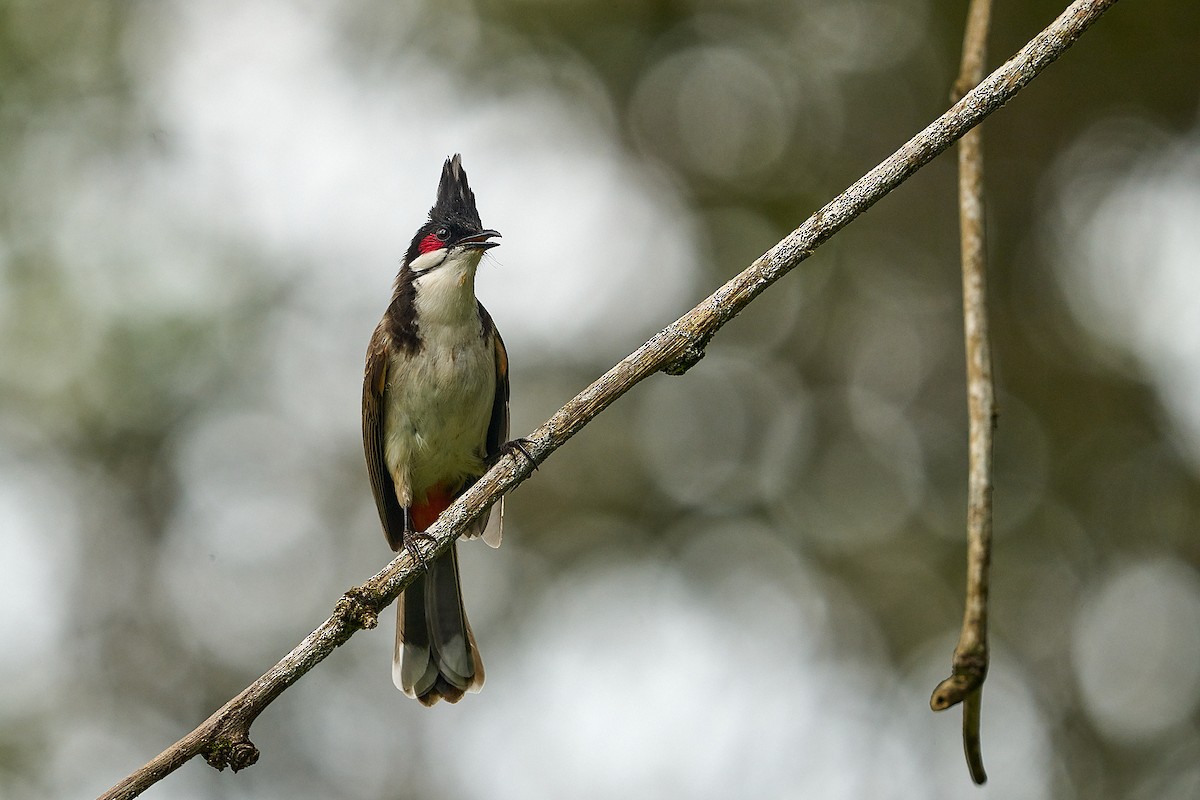 Red-whiskered Bulbul - Brennan Moore