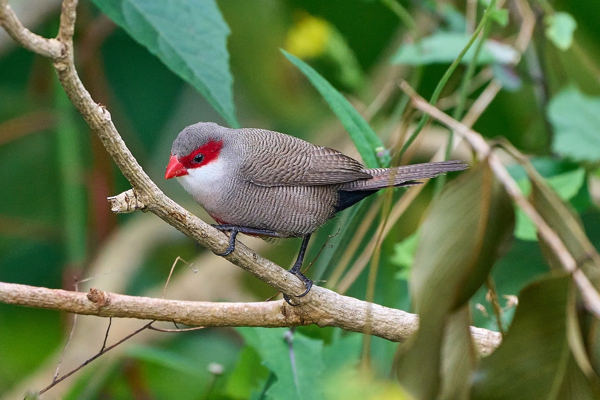 Common Waxbill - Brennan Moore