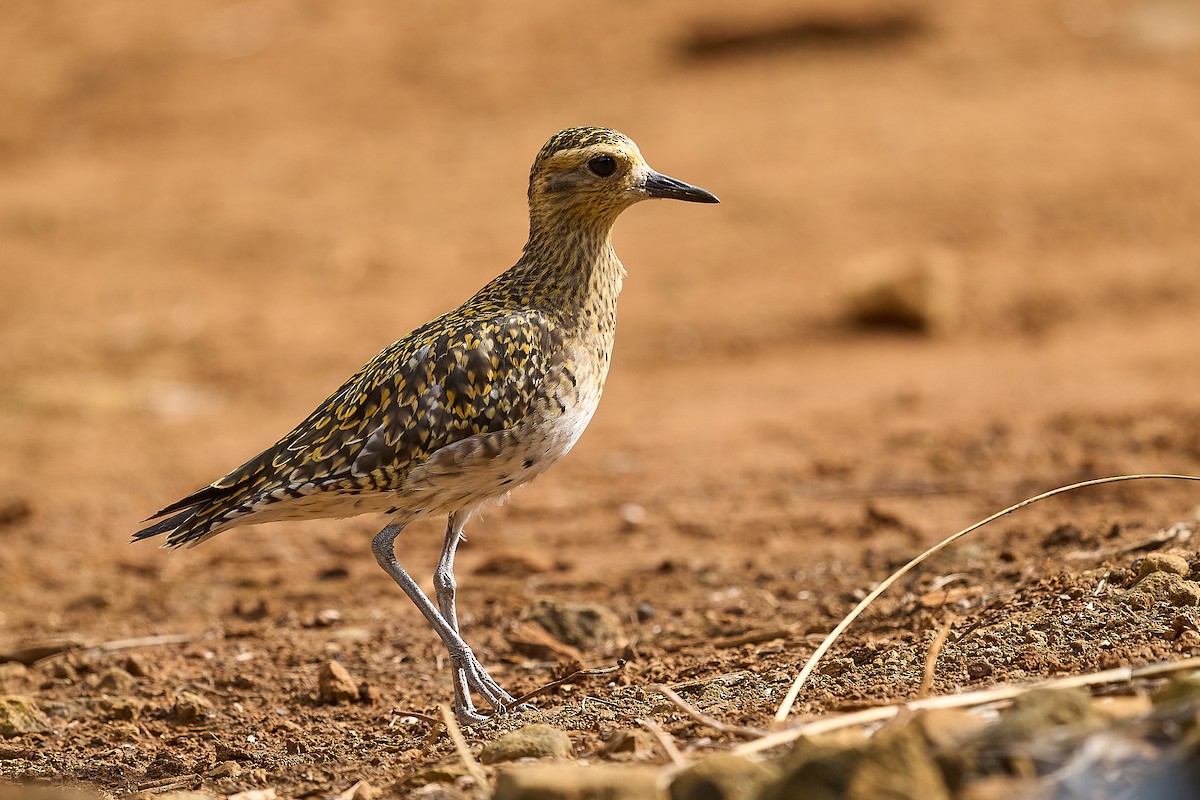 Chorlito Dorado Siberiano - ML615897710