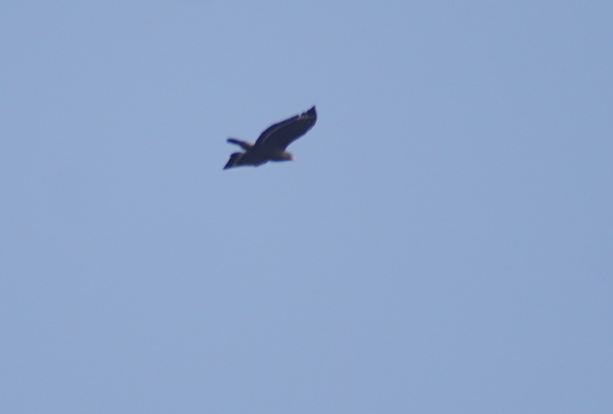 Crested Serpent-Eagle - LIU Jing