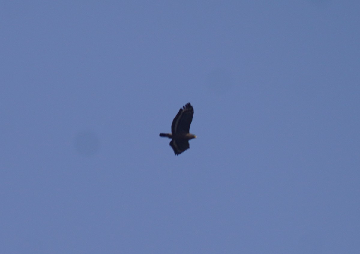 Crested Serpent-Eagle - LIU Jing