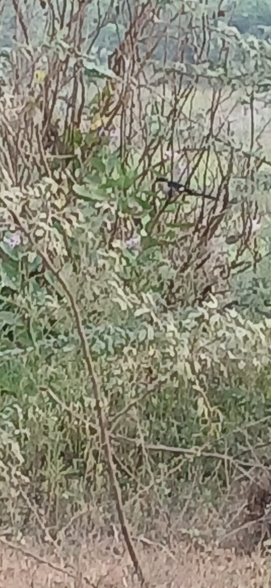 Pied Cuckoo - ML615897749