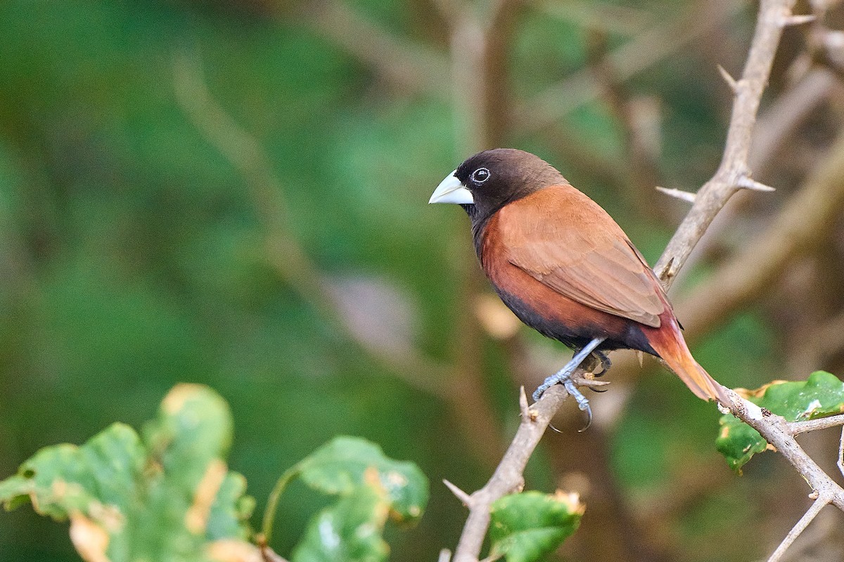 Capuchino Castaño - ML615897762