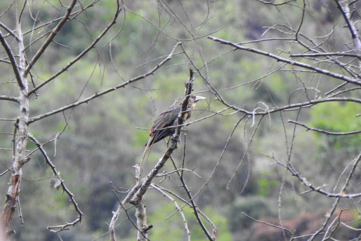 Dusky-green Oropendola - Diego Castelli