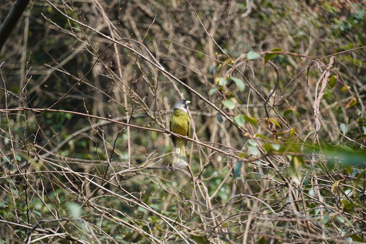 Collared Finchbill - LIU Jing