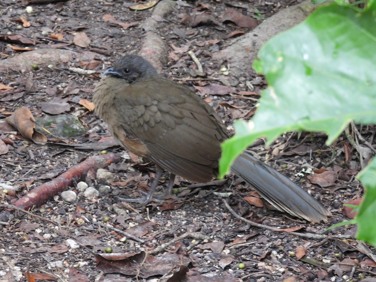 Plain Chachalaca - ML615897814