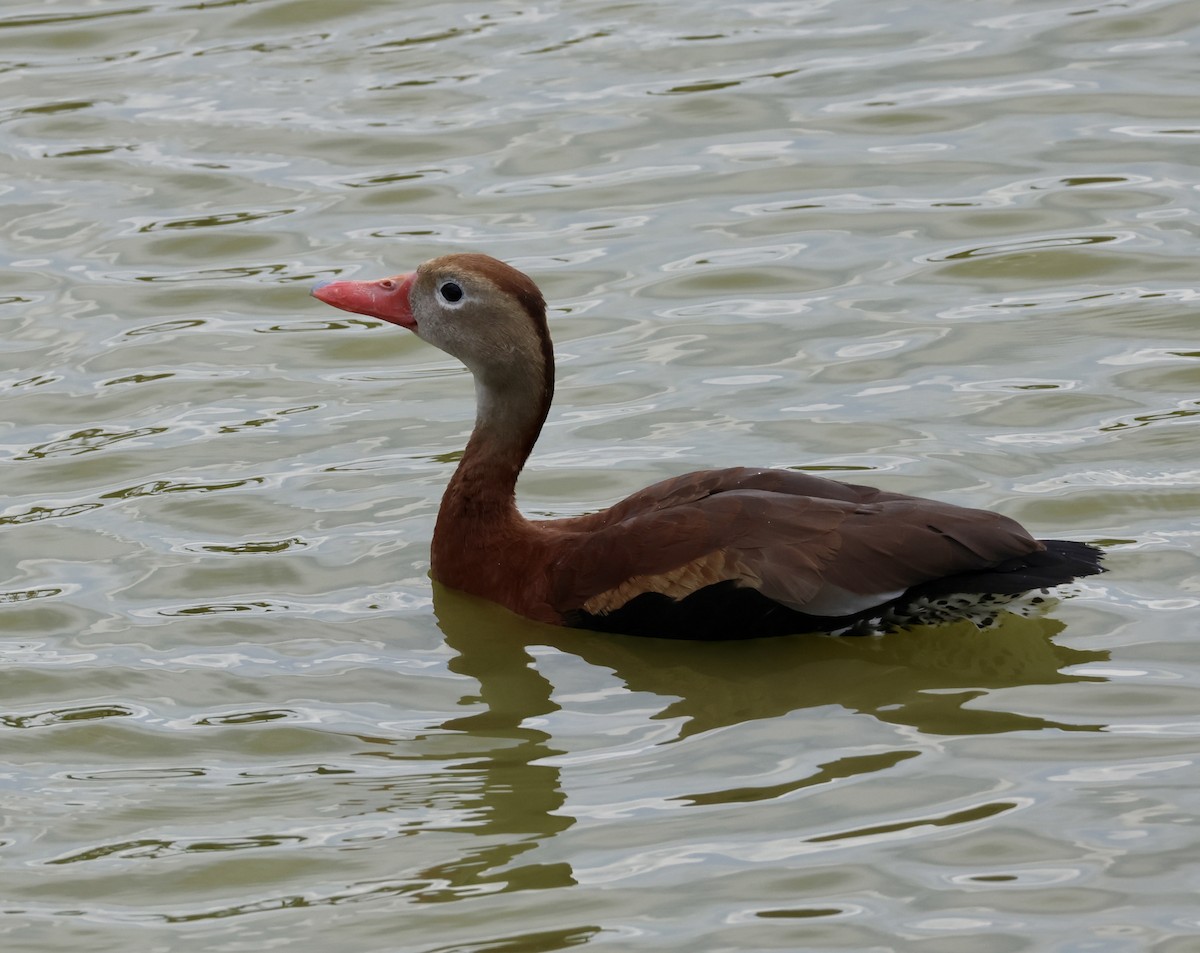 Black-bellied Whistling-Duck - ML615897821