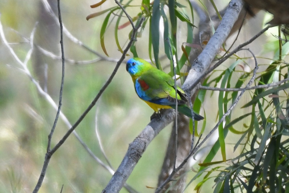 Turquoise Parrot - ML615897828