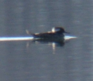 Hooded Merganser - Liz Almlie