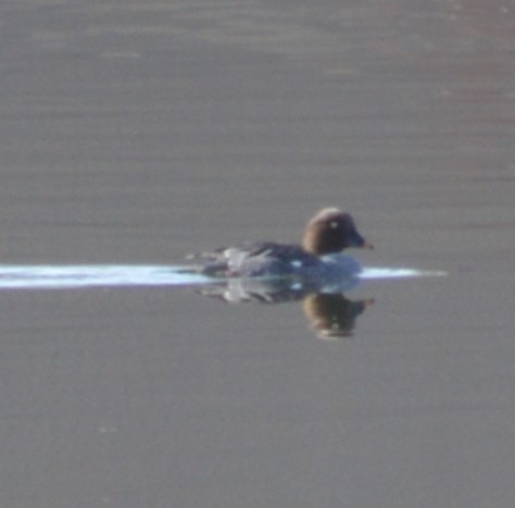 Common Goldeneye - ML615897844