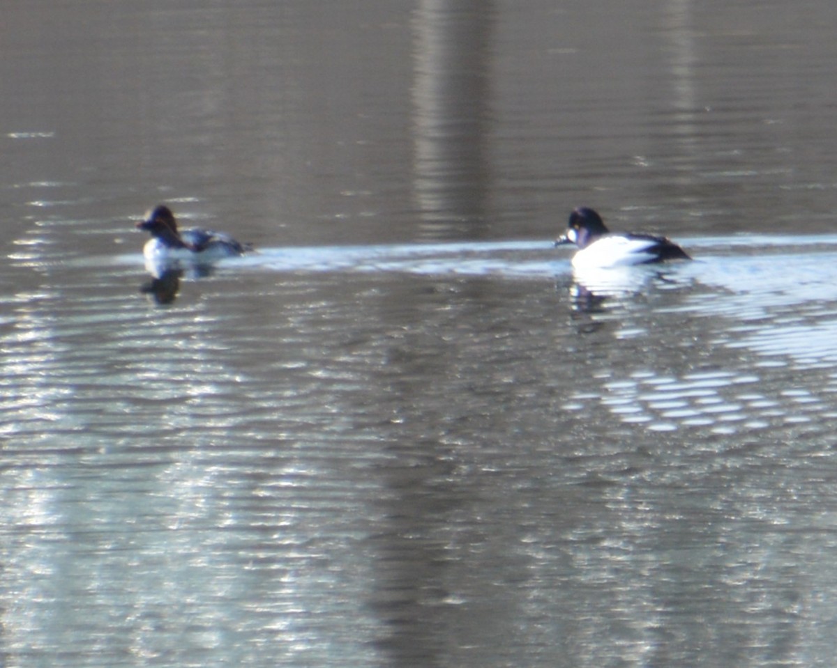 Common Goldeneye - ML615897845