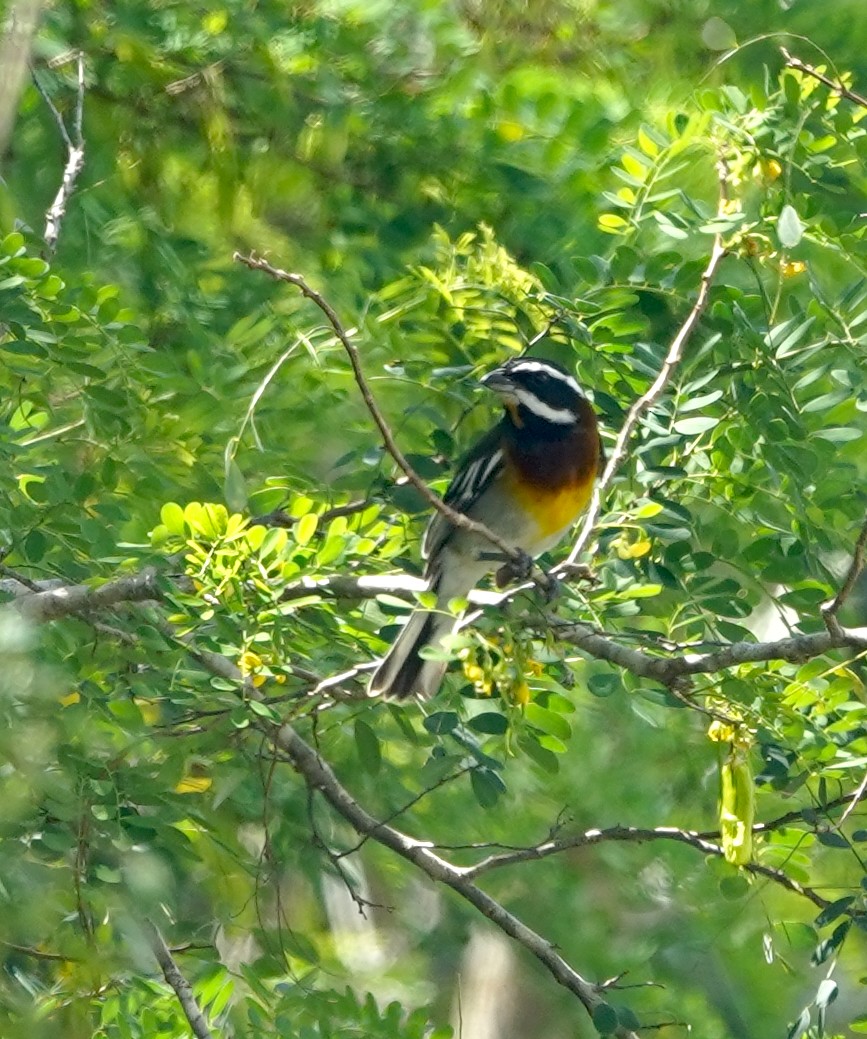 Western Spindalis (Cozumel I.) - ML615897850