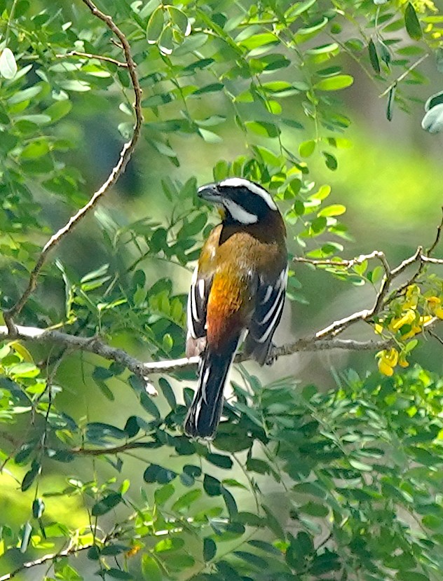 Western Spindalis (Cozumel I.) - Toni Anthony