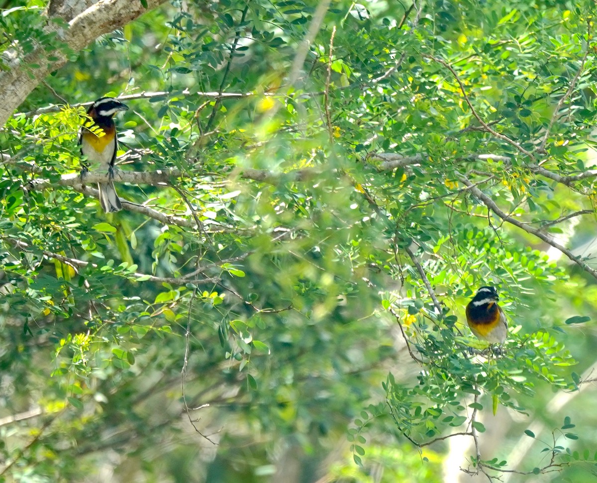 Western Spindalis (Cozumel I.) - ML615897869