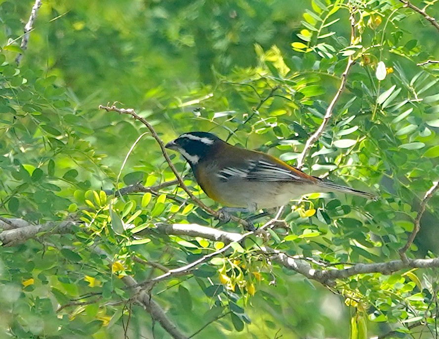 Western Spindalis (Cozumel I.) - ML615897878