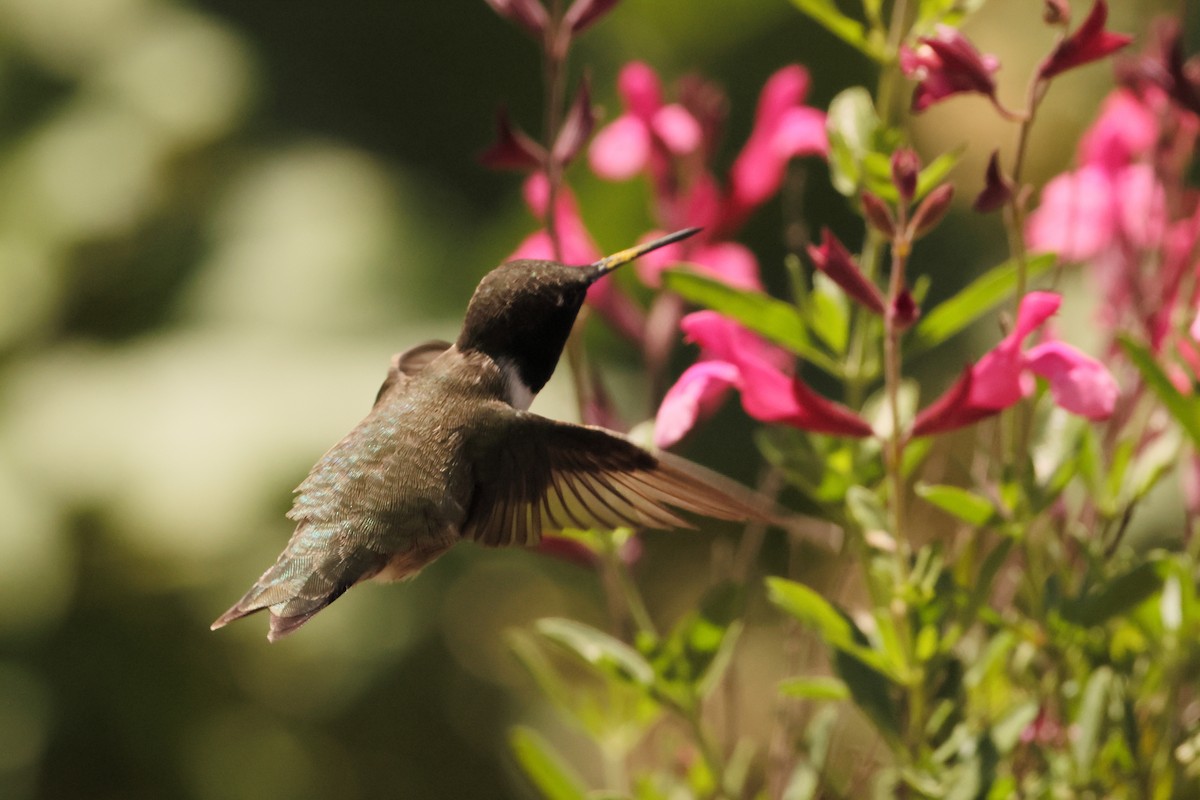 Ruby-throated Hummingbird - ML615897885