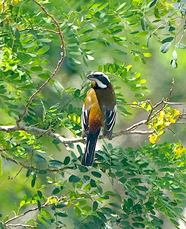 Western Spindalis (Cozumel I.) - ML615897886