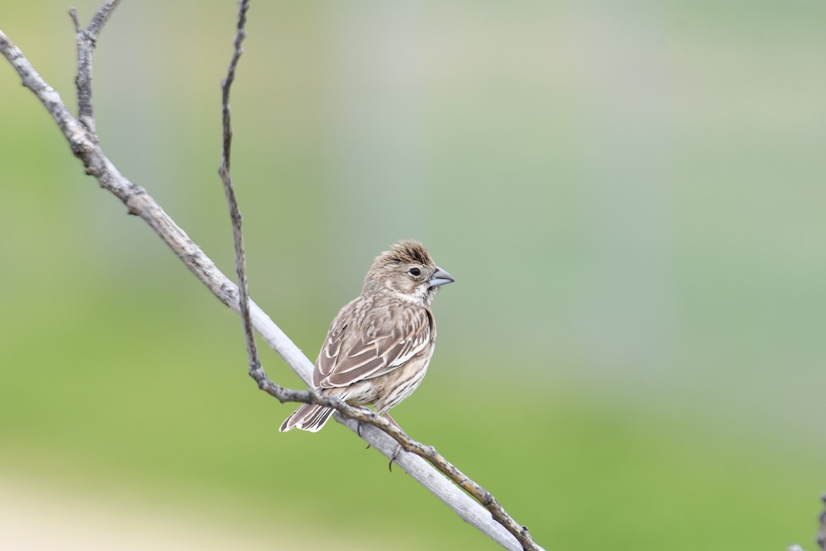 Lark Bunting - Sam Sphire