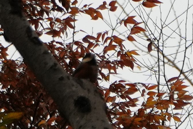 Varied Tit - ML615897931