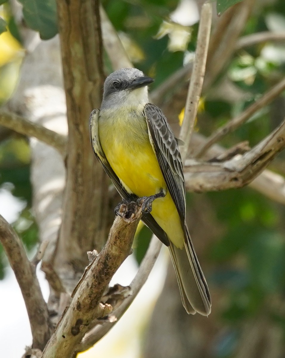 Tropical Kingbird - ML615897945