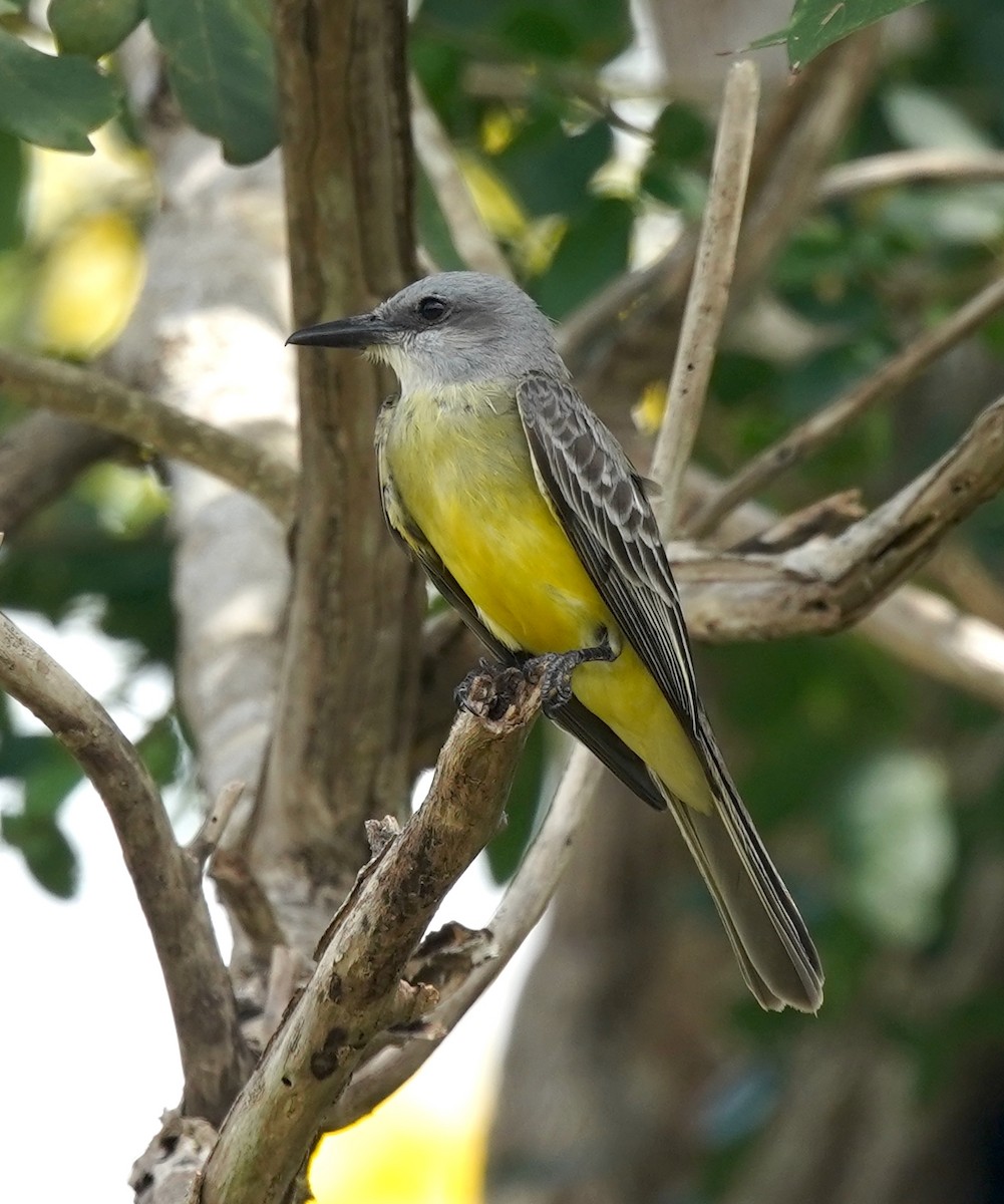 Tropical Kingbird - ML615897948