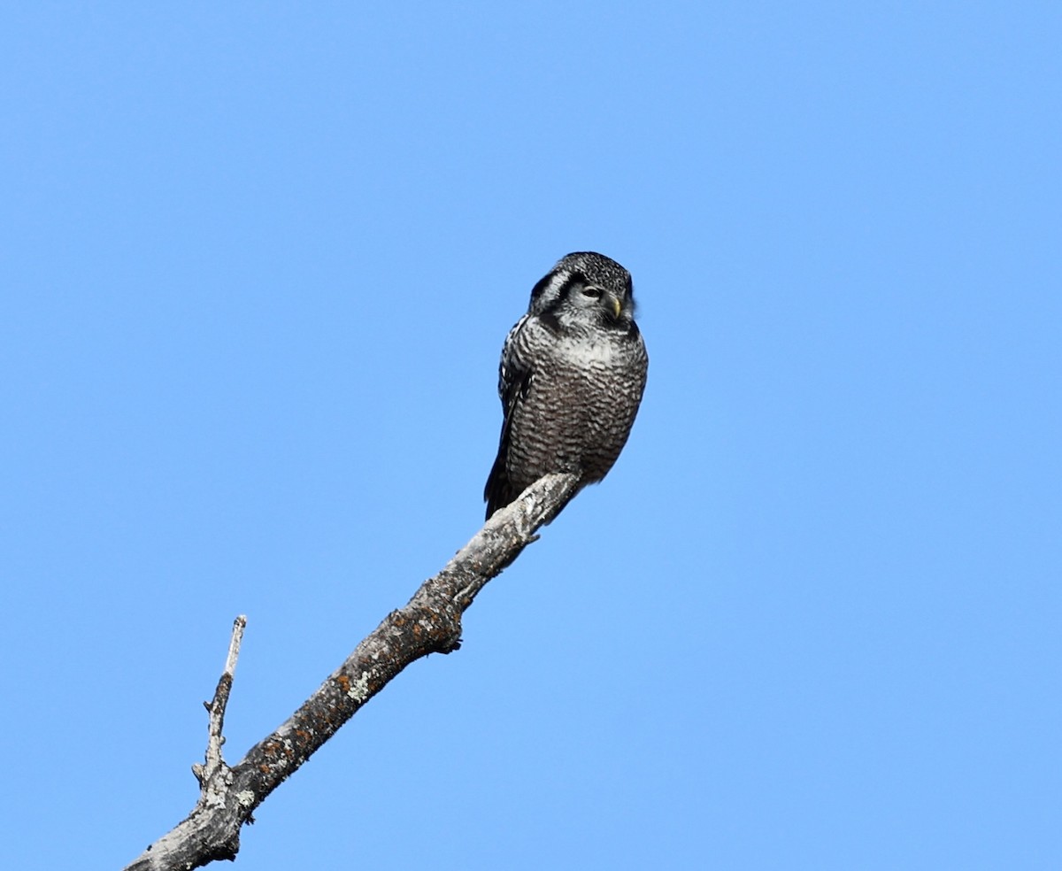 Northern Hawk Owl - larry nigro