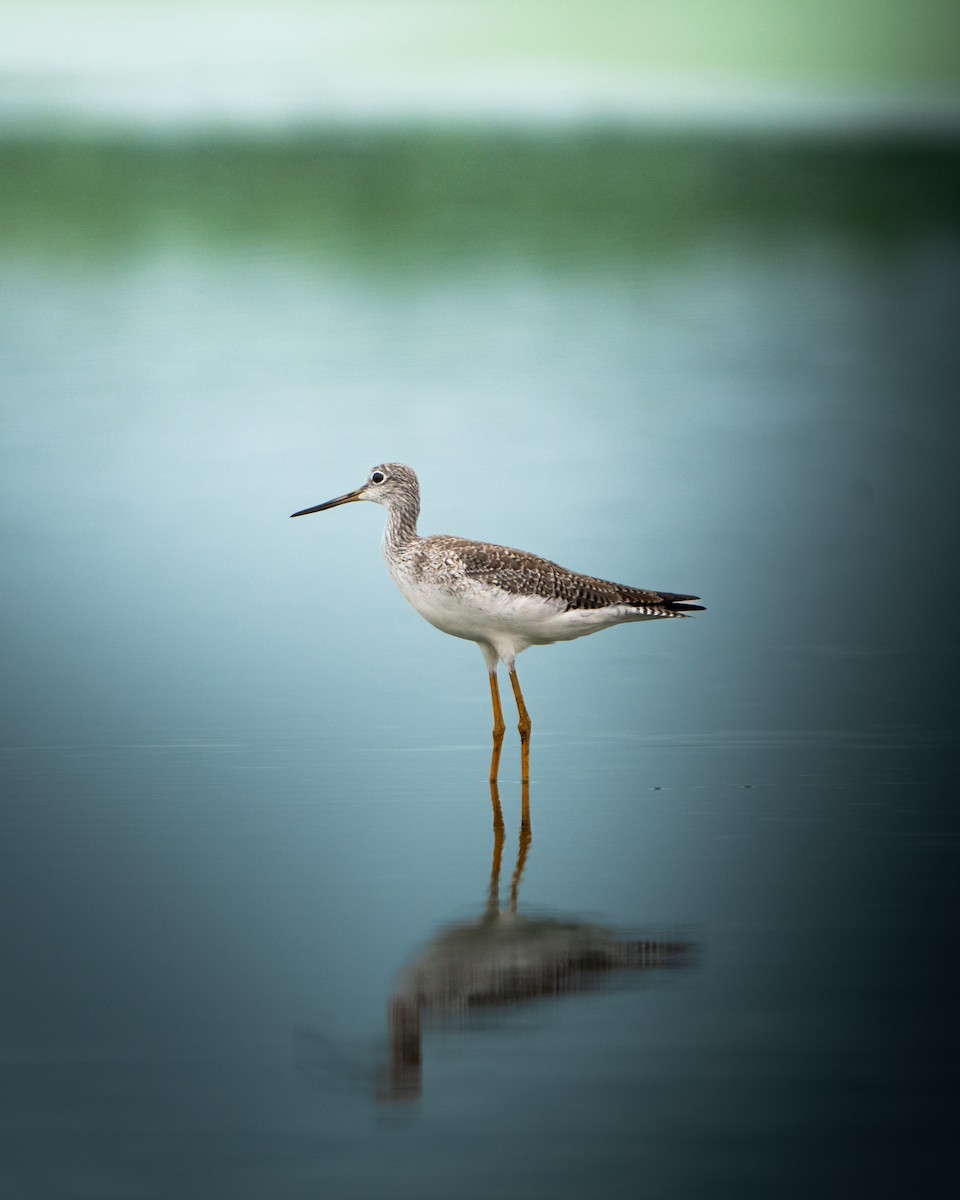 Greater Yellowlegs - Joaquín Calderón