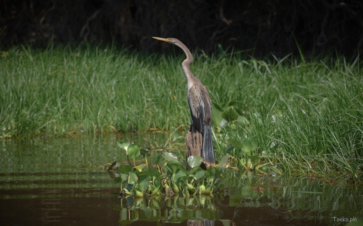 anhinga americká - ML615898096