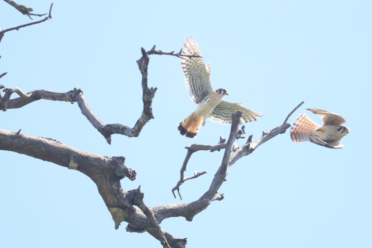 American Kestrel - Siyuan Jiang