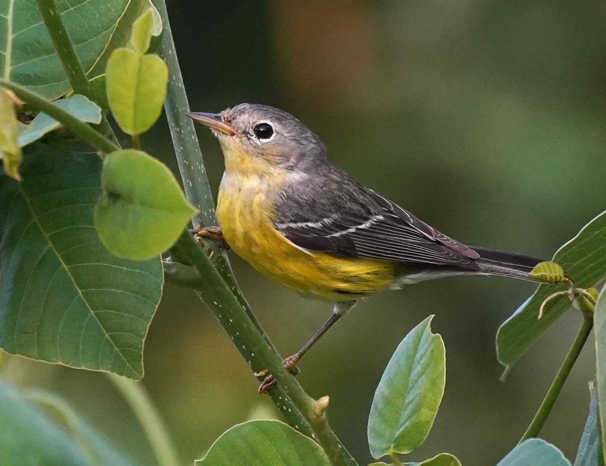 Magnolia Warbler - ML615898164