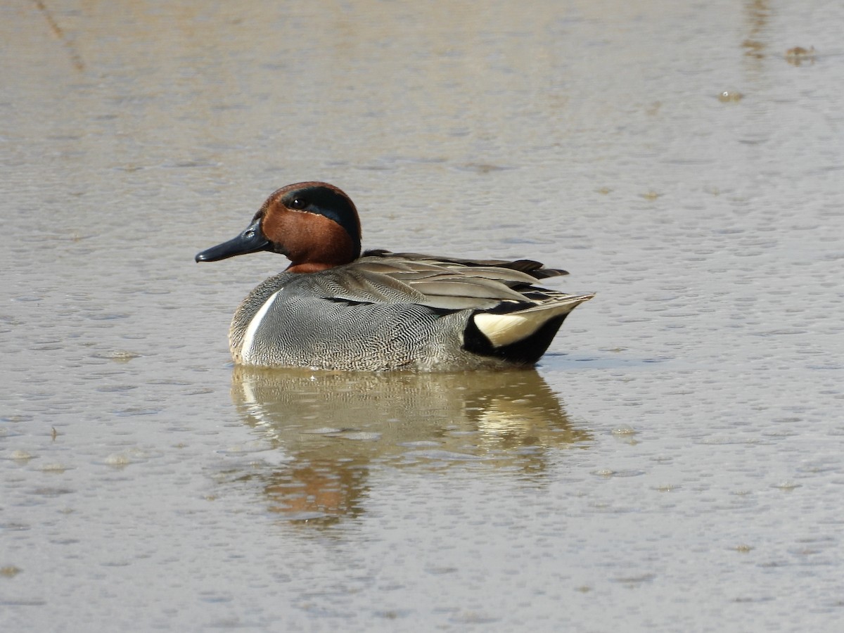 Green-winged Teal - ML615898176