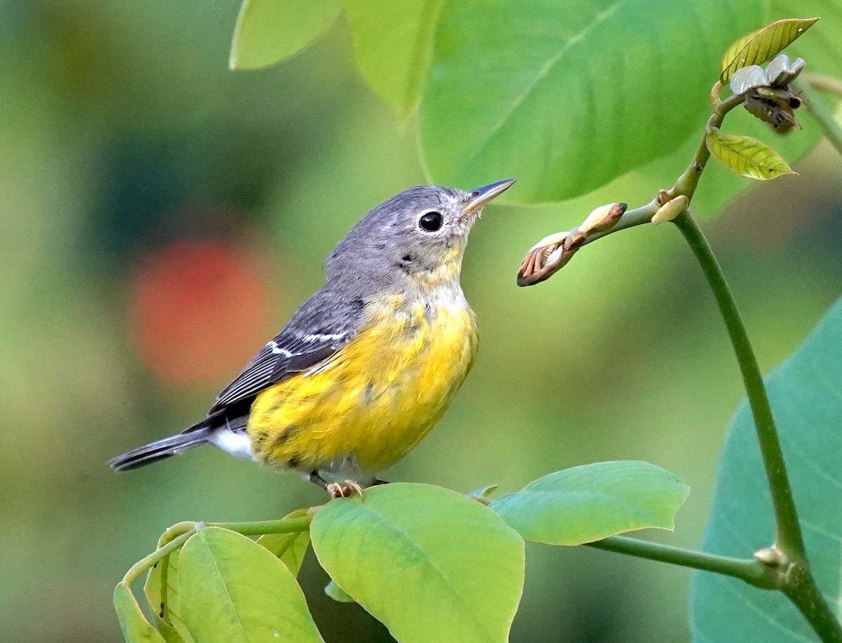 Magnolia Warbler - ML615898179