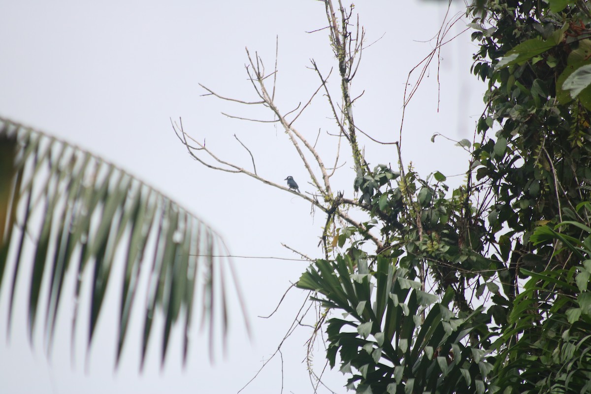 Black-breasted Puffbird - ML615898210