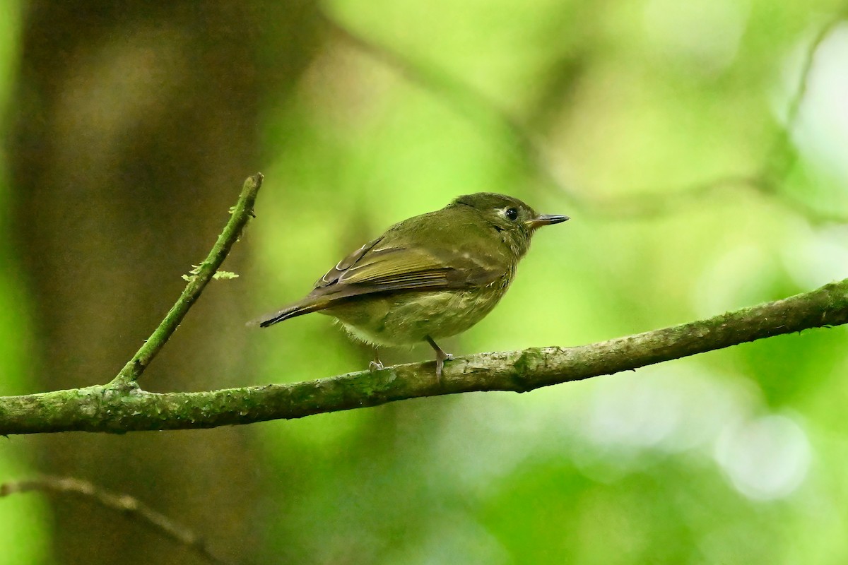 Olive-streaked Flycatcher - Bill Schneider