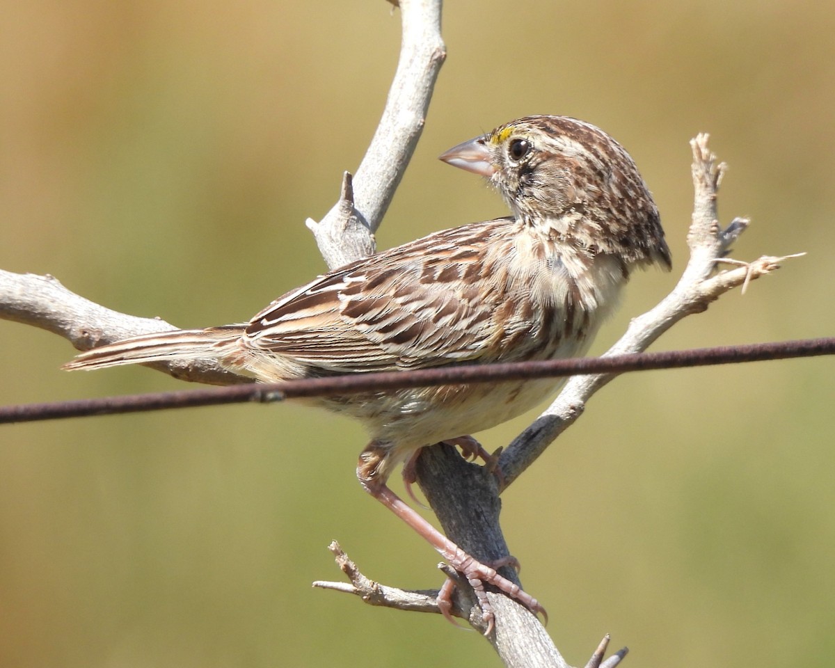 Grassland Sparrow - ML615898251