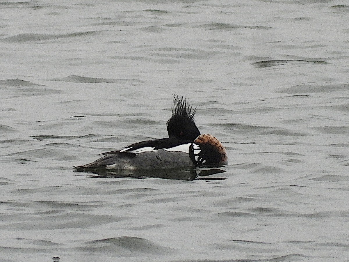 Red-breasted Merganser - ML615898276