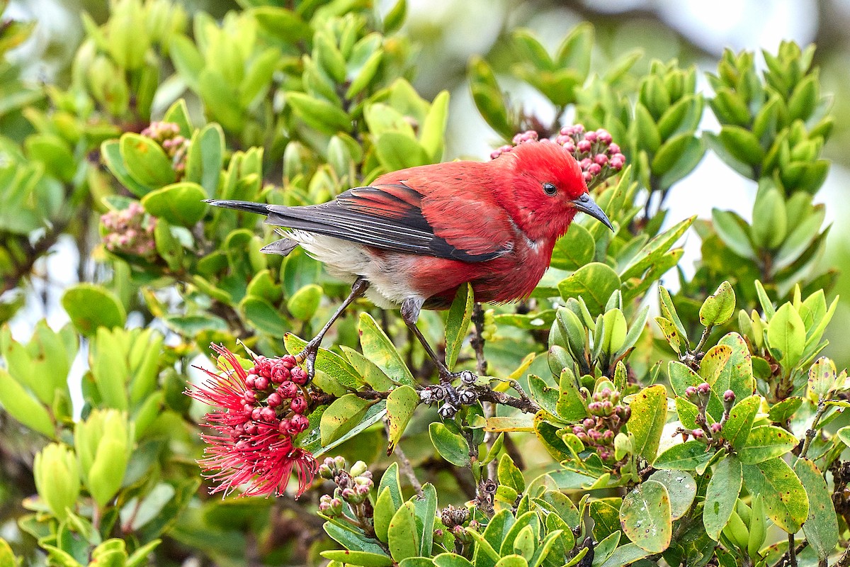 Apapanekleidervogel - ML615898305