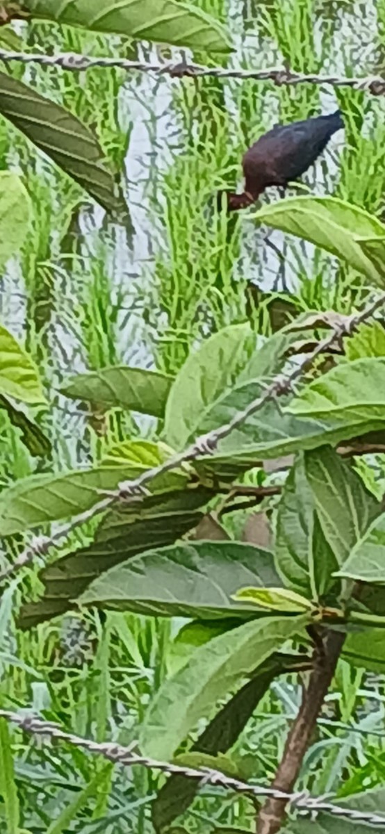 Glossy Ibis - ML615898344