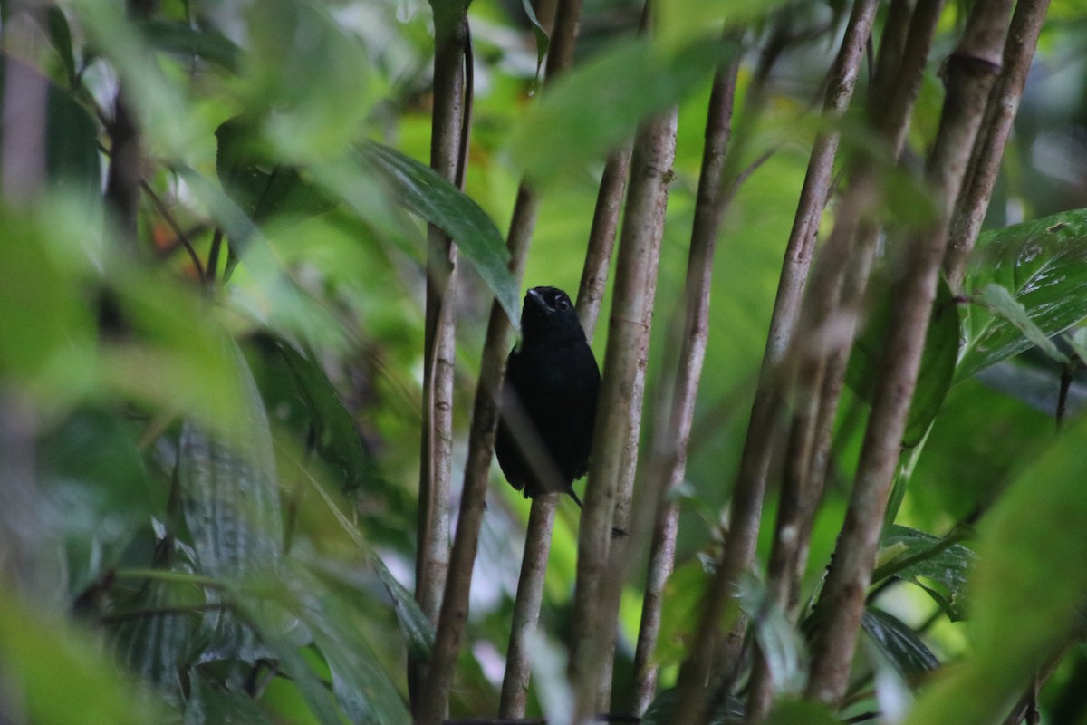 Stub-tailed Antbird - ML615898451