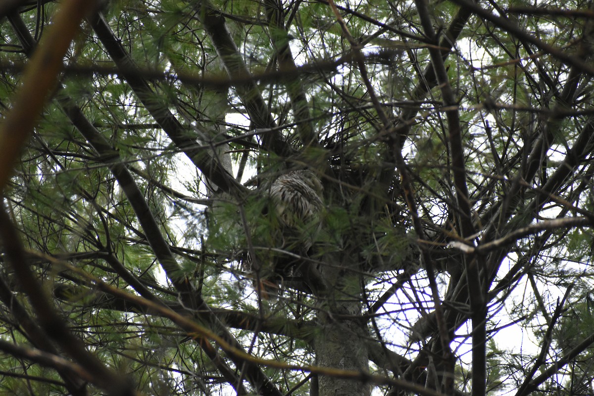 Barred Owl - ML615898456