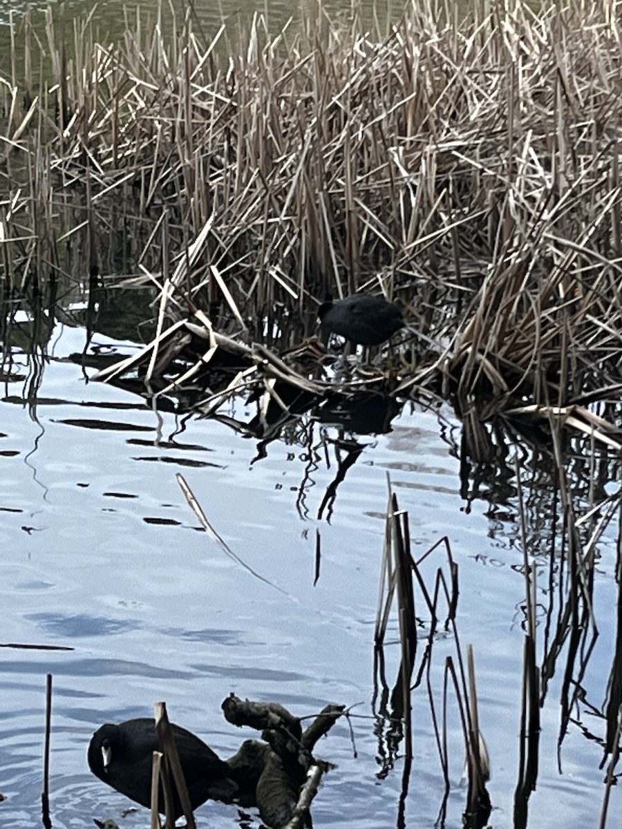 American Coot - ML615898462