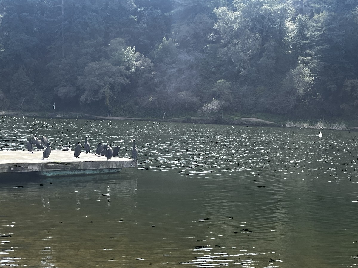 Double-crested Cormorant - ML615898468