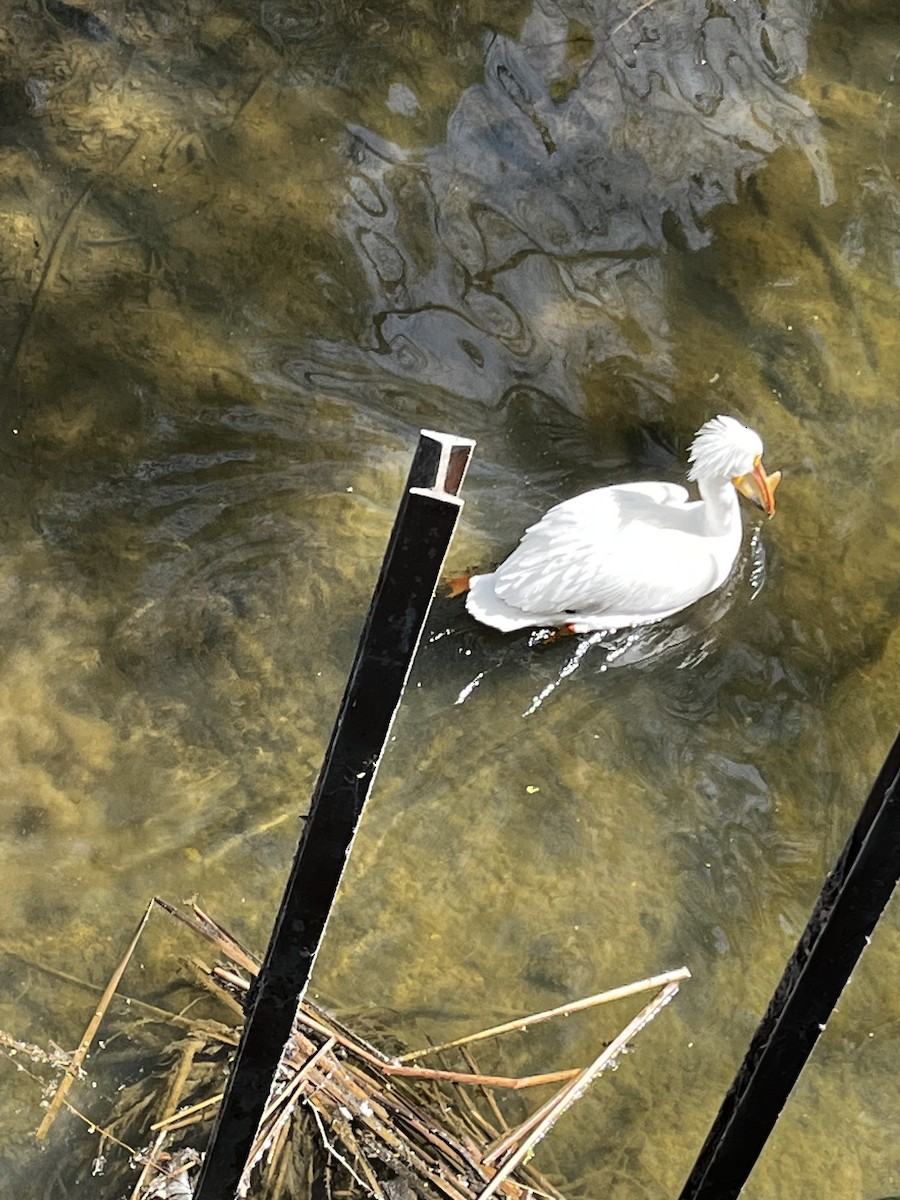 American White Pelican - ML615898471