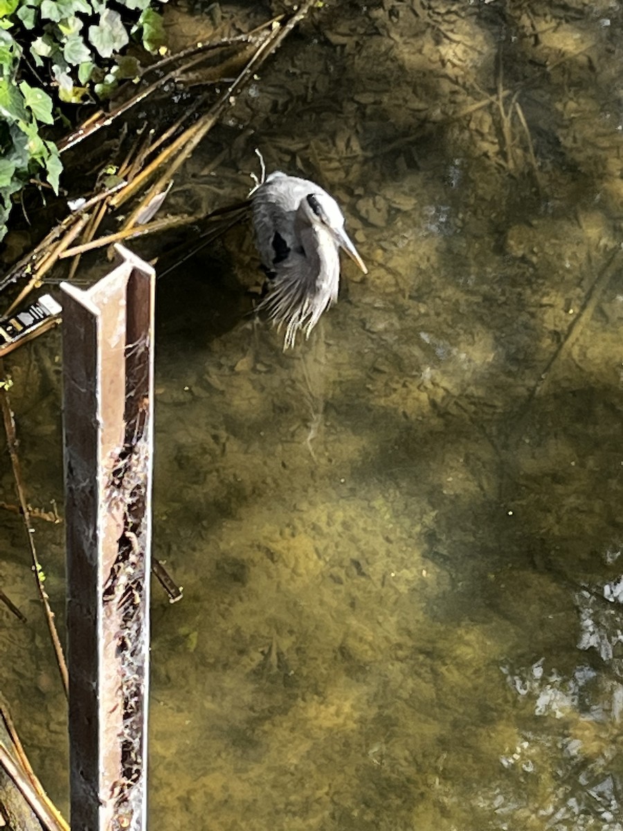 Great Blue Heron - ML615898472