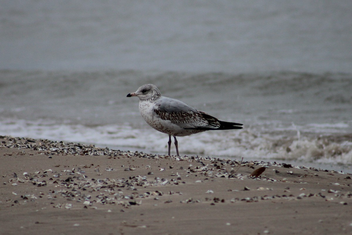 Ring-billed Gull - Soren Zappia