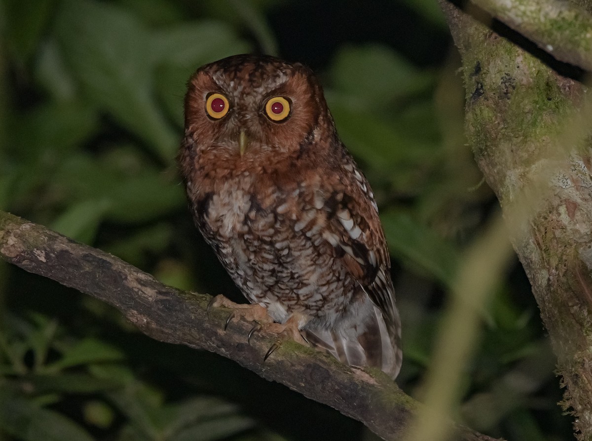 Bearded Screech-Owl - ML615898544