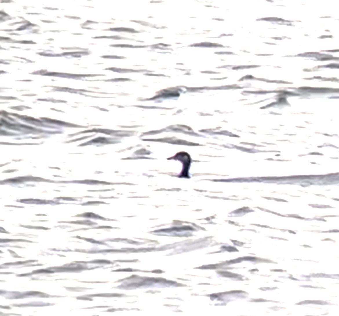 Red-necked Grebe - ML615898645