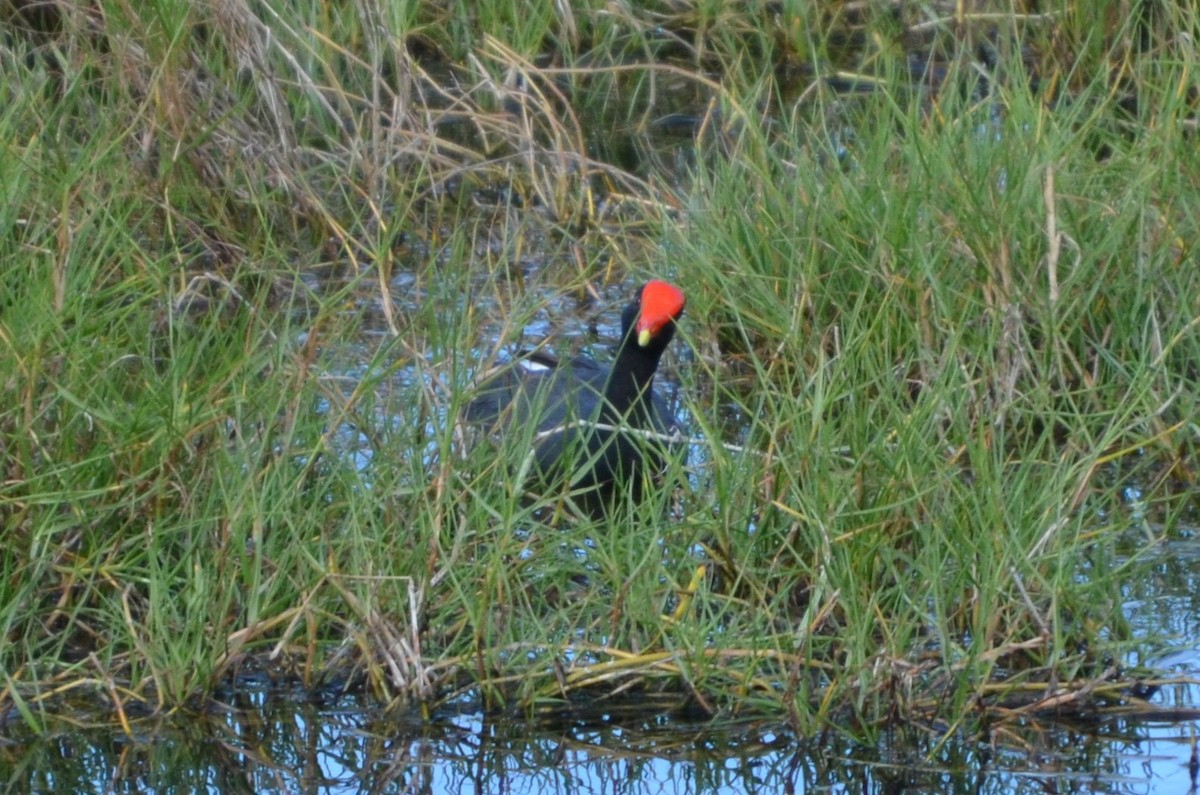 Common Gallinule (Hawaiian) - ML615898723