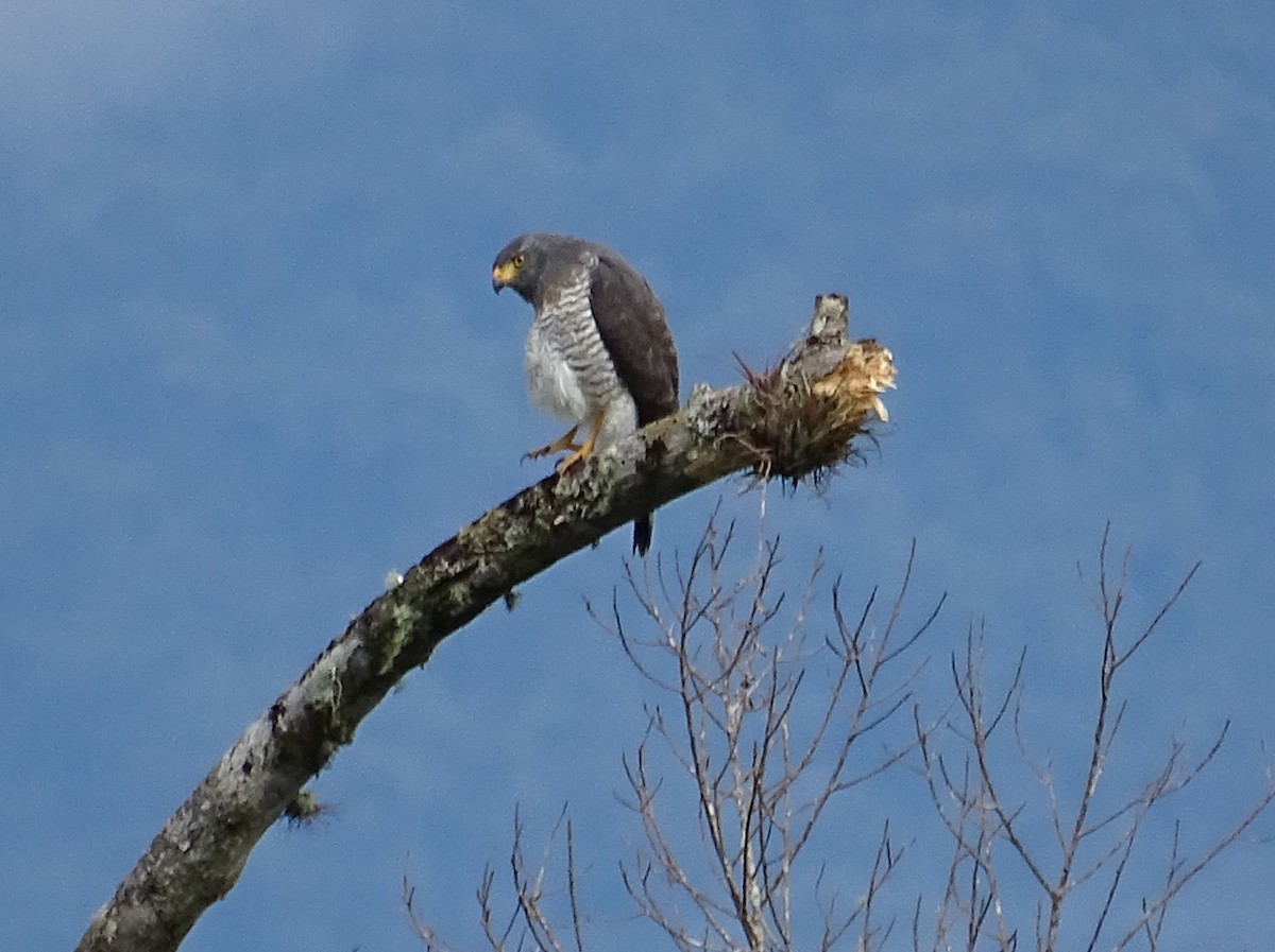 Roadside Hawk - ML615898766